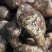 松茸特级8厘米以上