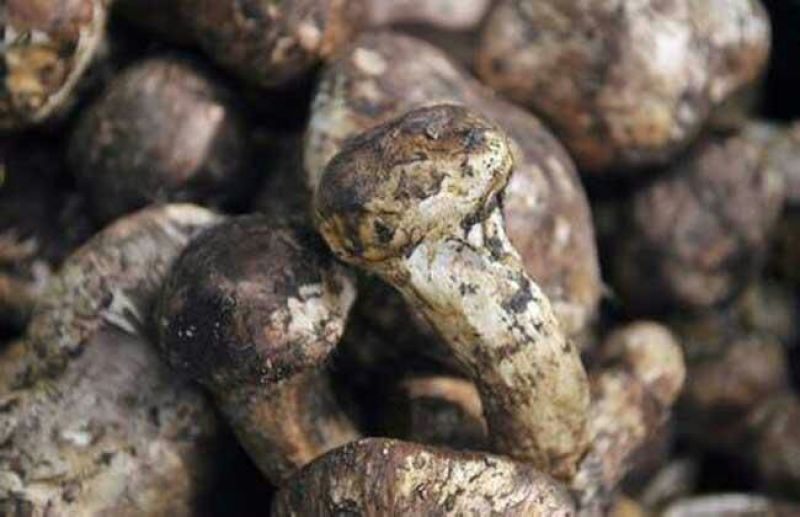 松茸特级8厘米以上