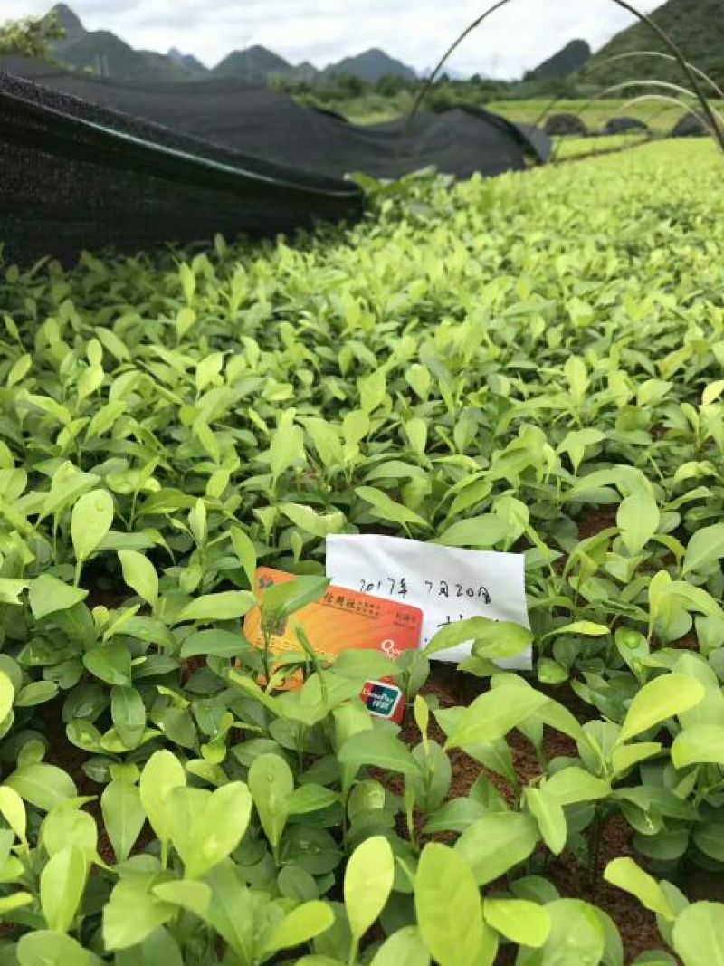柠檬苗30cm以下