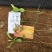 柠檬苗30cm以下