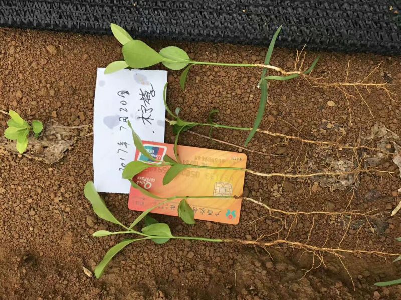 柠檬苗30cm以下