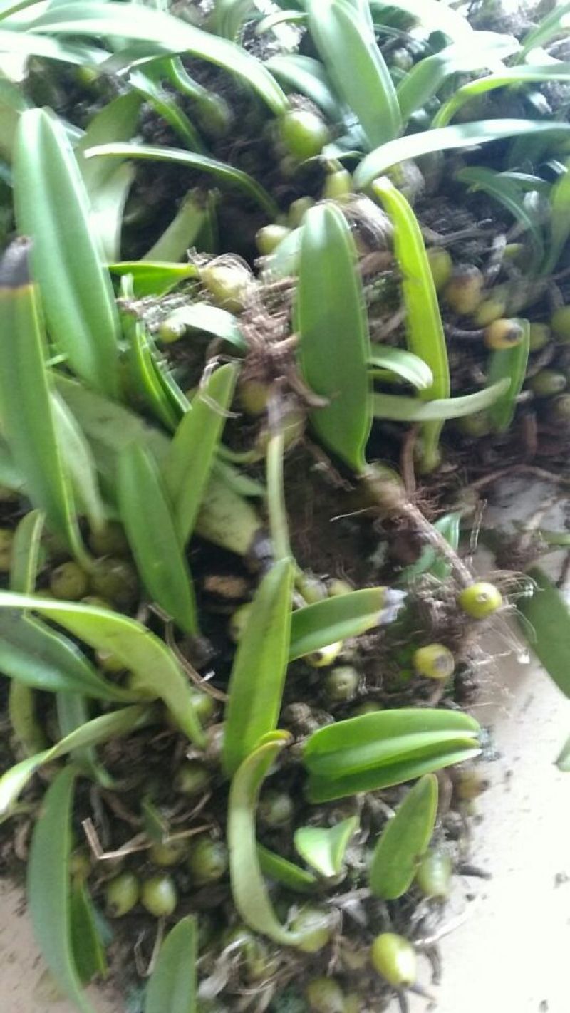 石橄榄