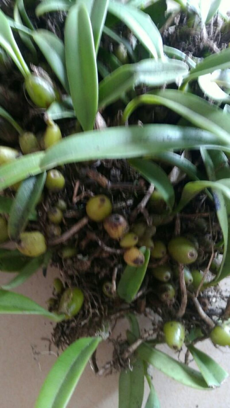 石橄榄