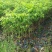 沉香苗