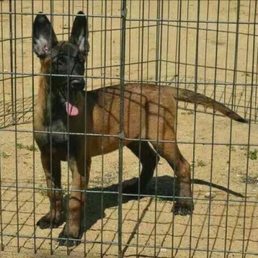 马犬公