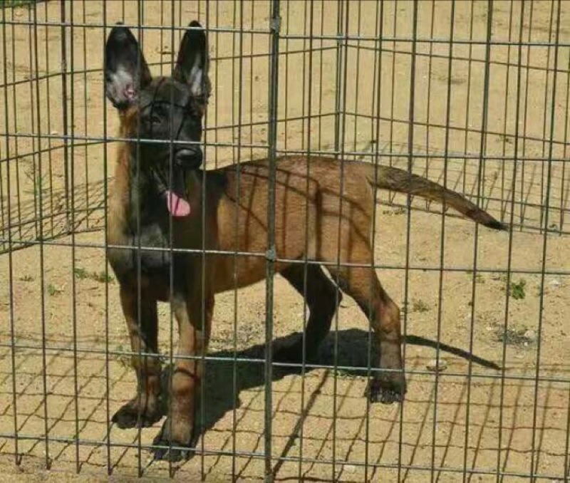 马犬公