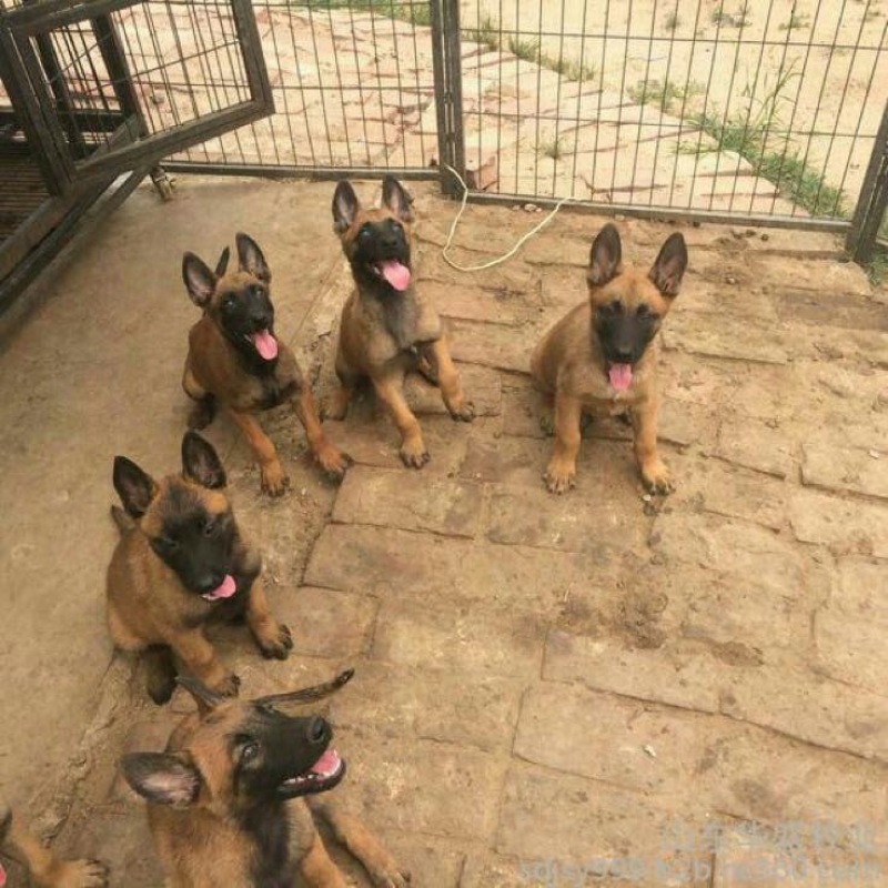 马犬公