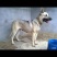 狼青犬公
