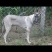 狼青犬公