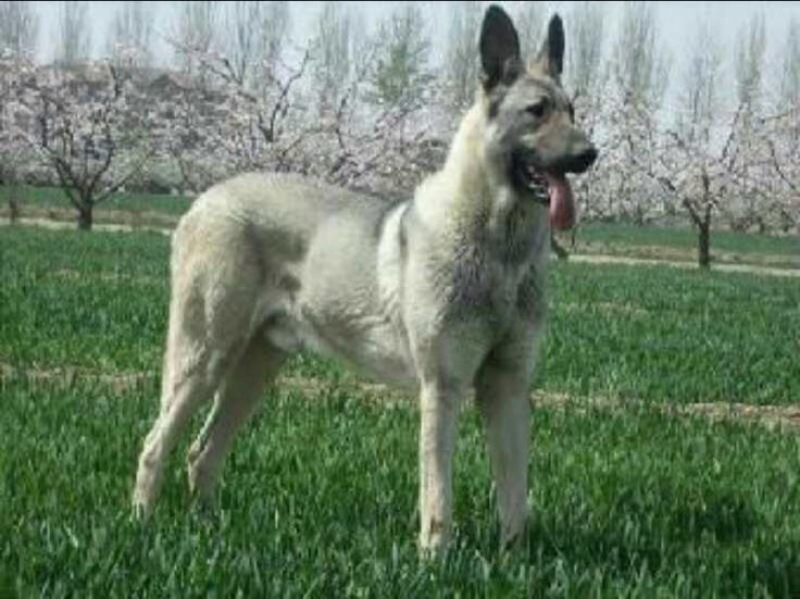 狼青犬公