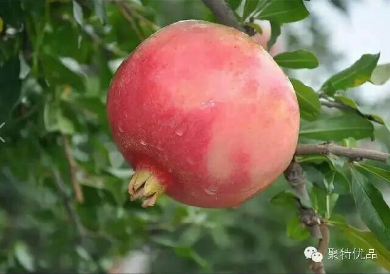 临潼石榴8两~1斤