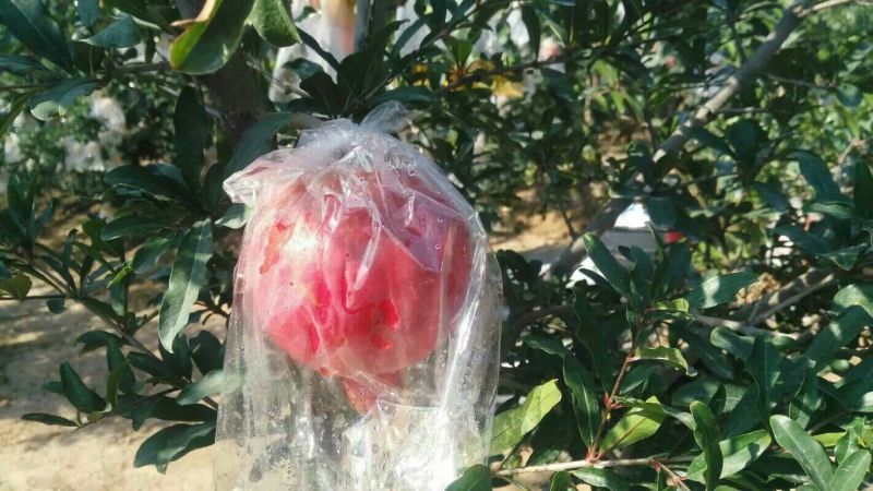 临潼石榴8两~1斤