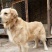 金毛犬公