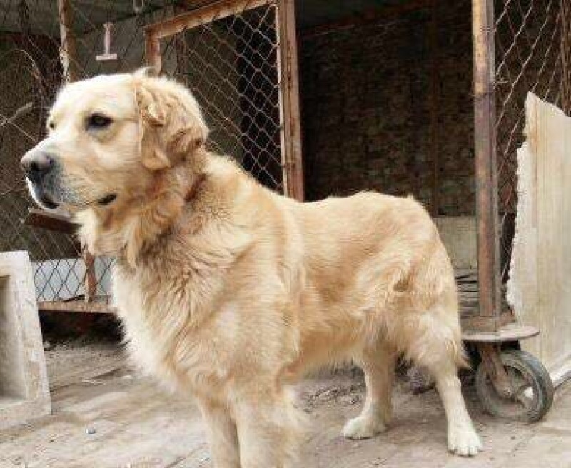 金毛犬公