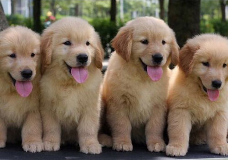 金毛犬公