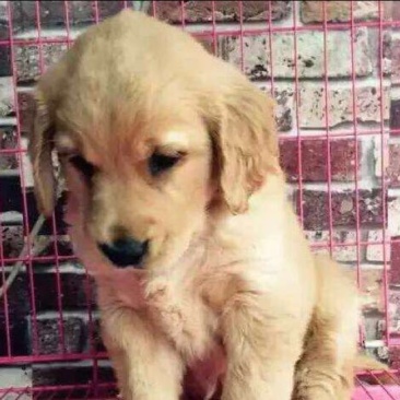 金毛犬公