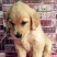 金毛犬公
