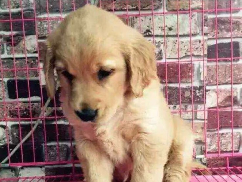 金毛犬公