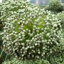 蒜苗种子，白根叶直，黑绿出芽率98%,自家种植，欢迎订购