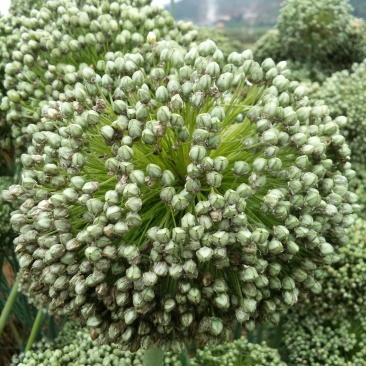 蒜苗种子，白根叶直，黑绿出芽率98%,自家种植，欢迎订购