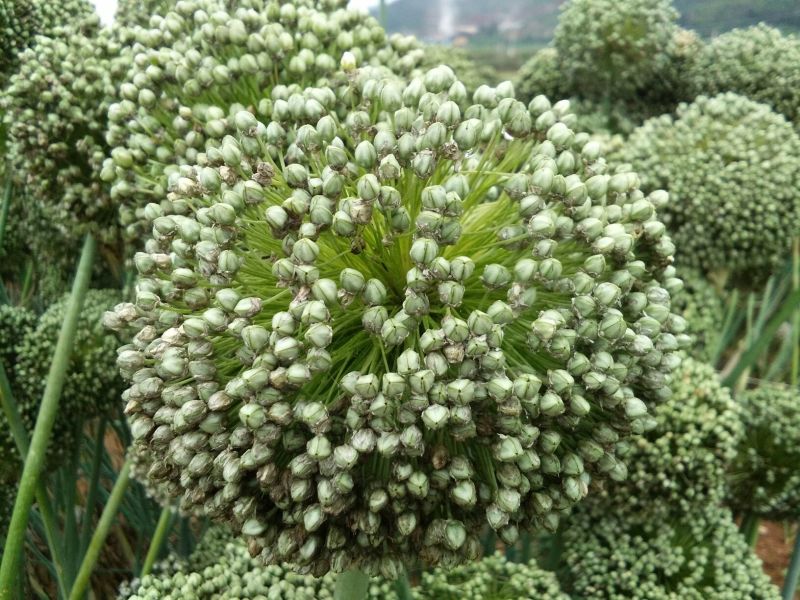 蒜苗种子，白根叶直，黑绿出芽率98%,自家种植，欢迎订购