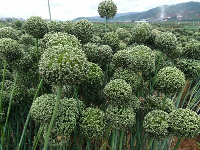 蒜苗种子，白根叶直，黑绿出芽率98%,自家种植，欢迎订购