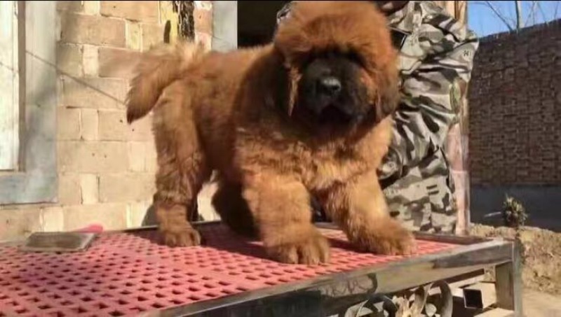 藏獒公