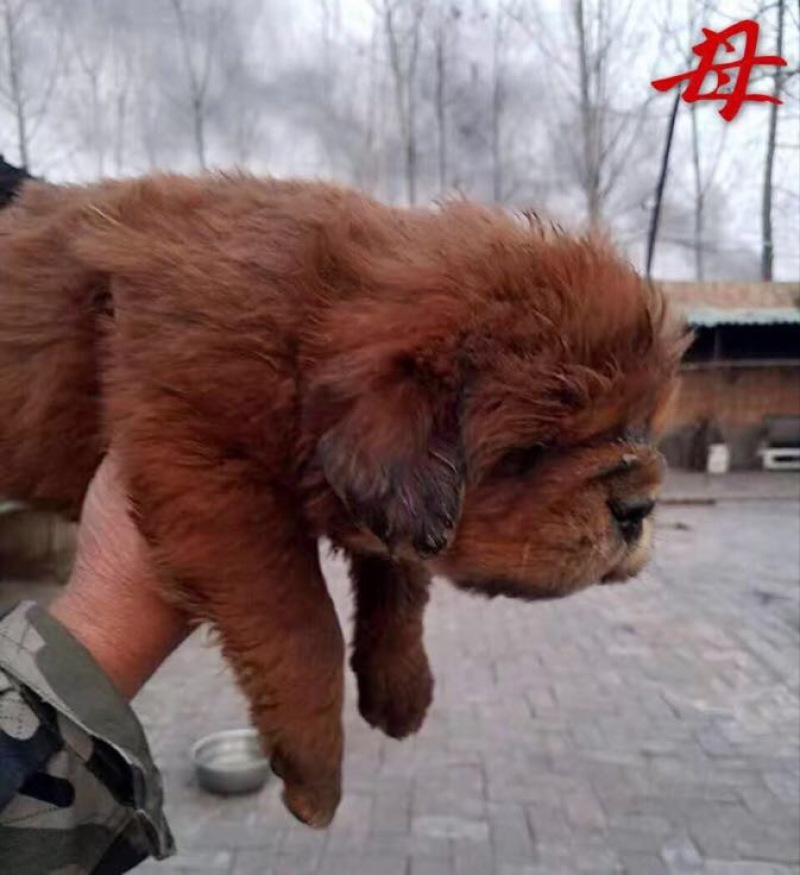 藏獒公