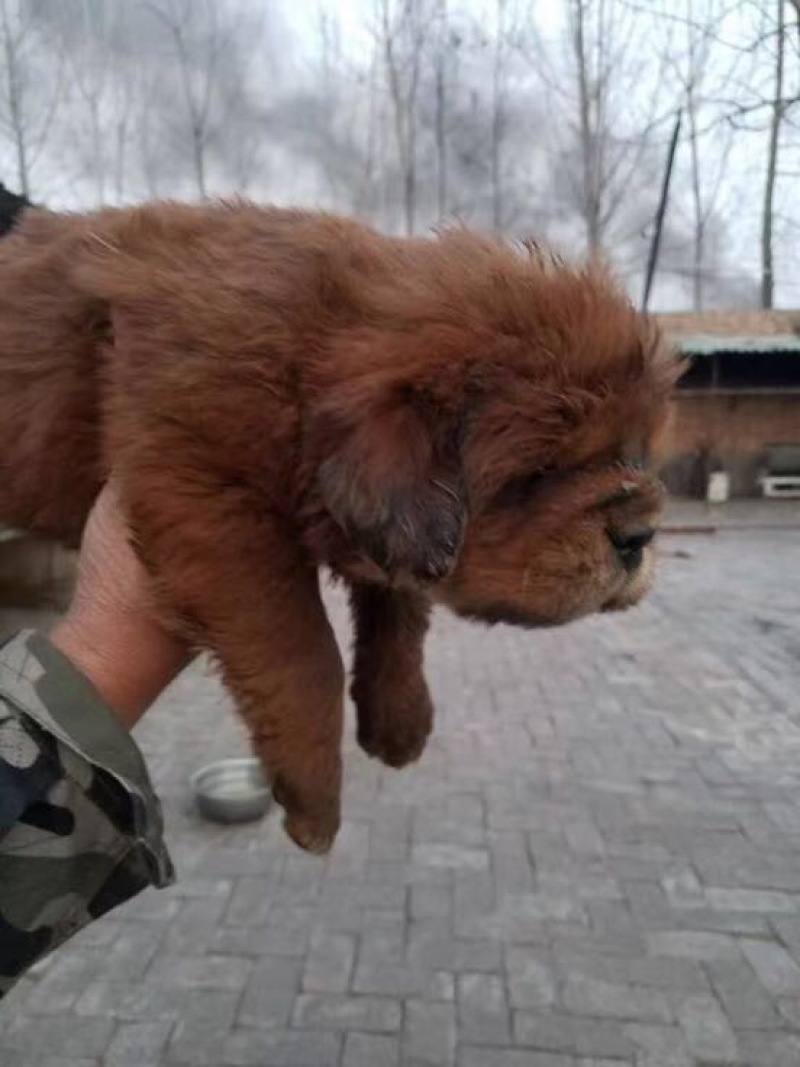 藏獒公