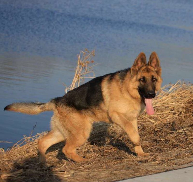 德国牧羊犬