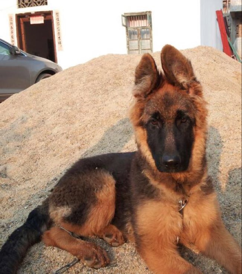 德国牧羊犬