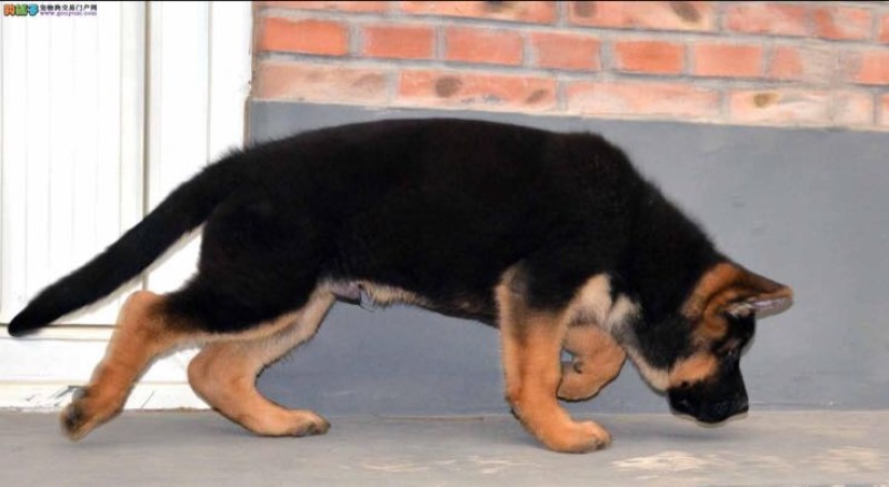 德国牧羊犬