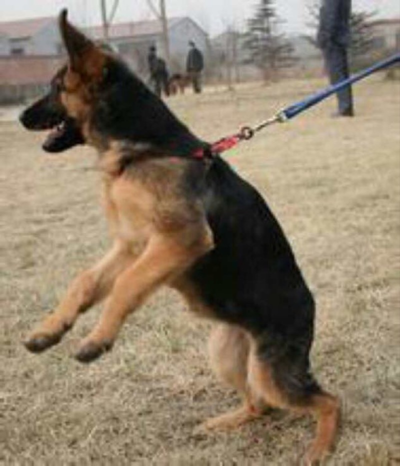 德国牧羊犬
