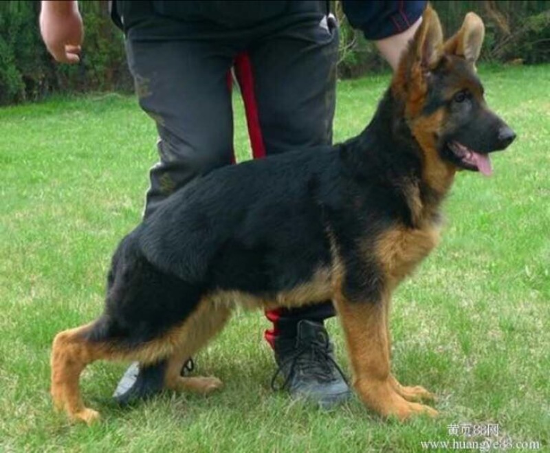 德国牧羊犬