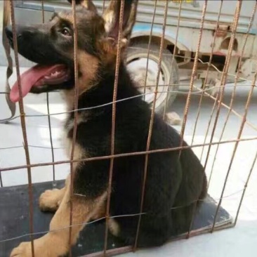德国牧羊犬