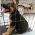 德国牧羊犬