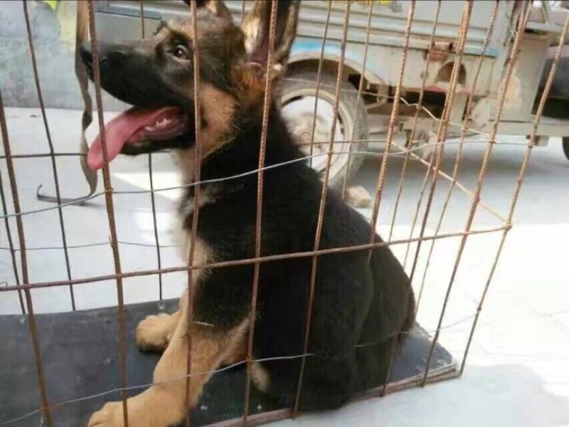 德国牧羊犬