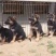 德国牧羊犬