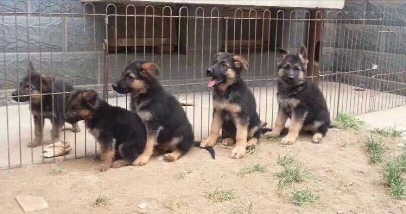 德国牧羊犬