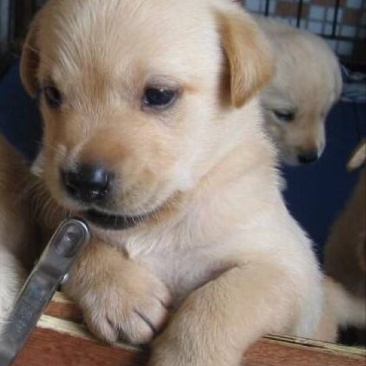 拉布拉多犬公