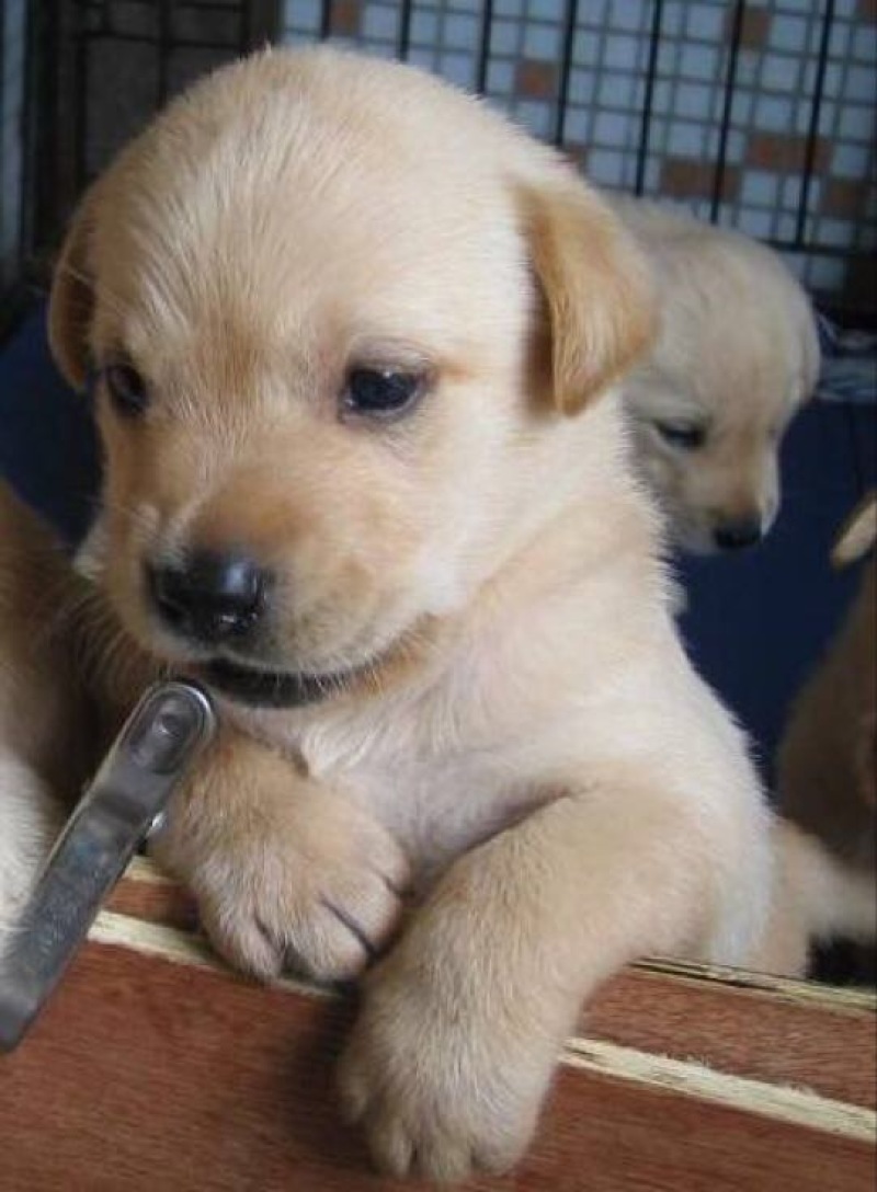 拉布拉多犬公