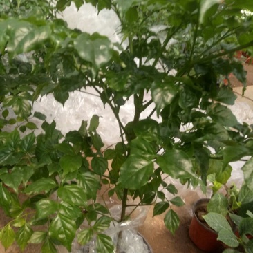 幸福树30~50cm