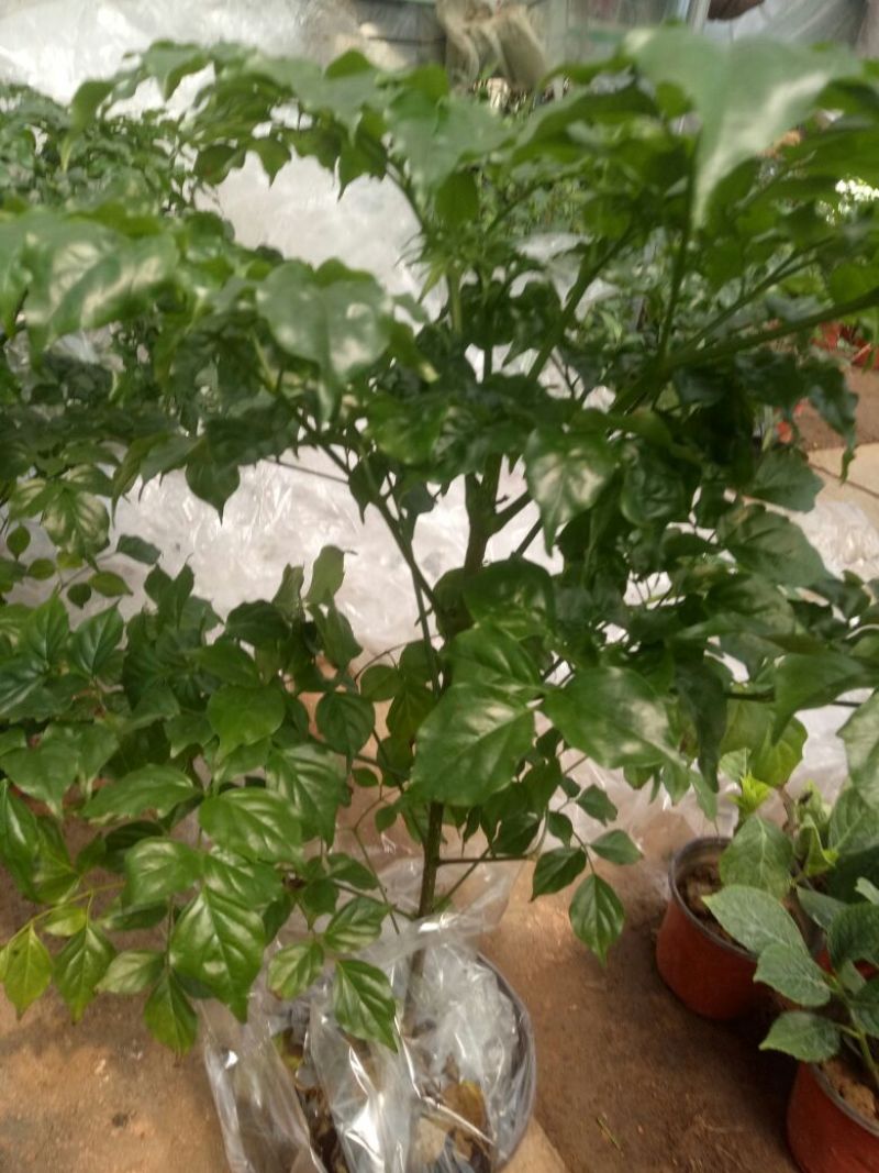 幸福树30~50cm