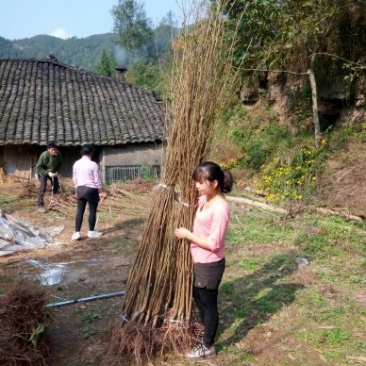 红灯笼樱桃苗提供技术指导现挖现发