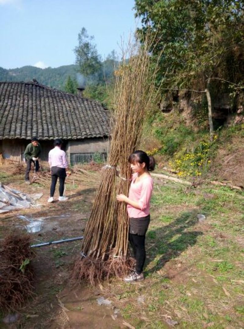 红灯笼樱桃苗提供技术指导现挖现发