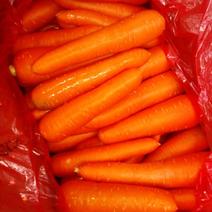 胡萝卜五两以上水洗10厘米以上红