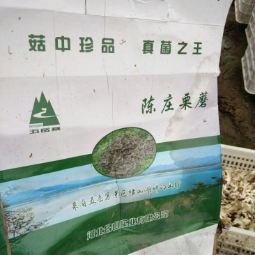 干栗蘑