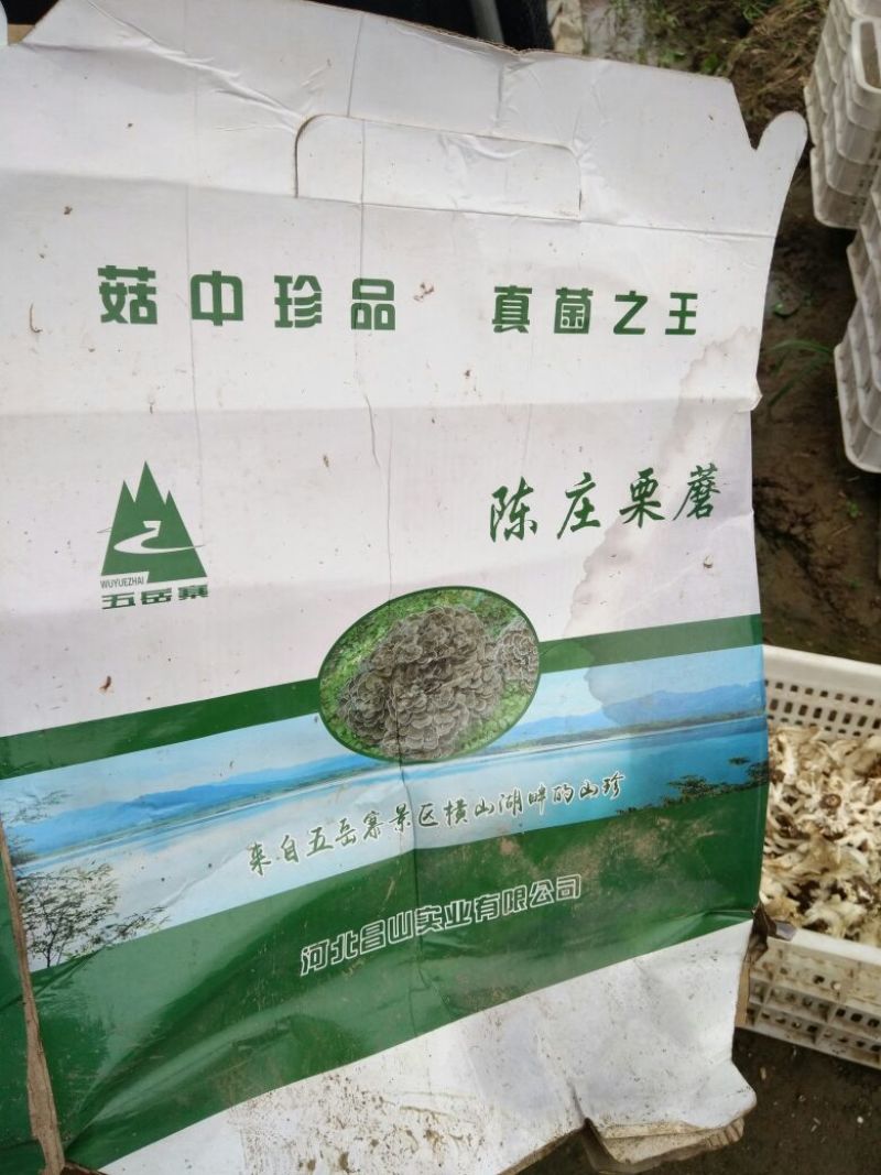 干栗蘑