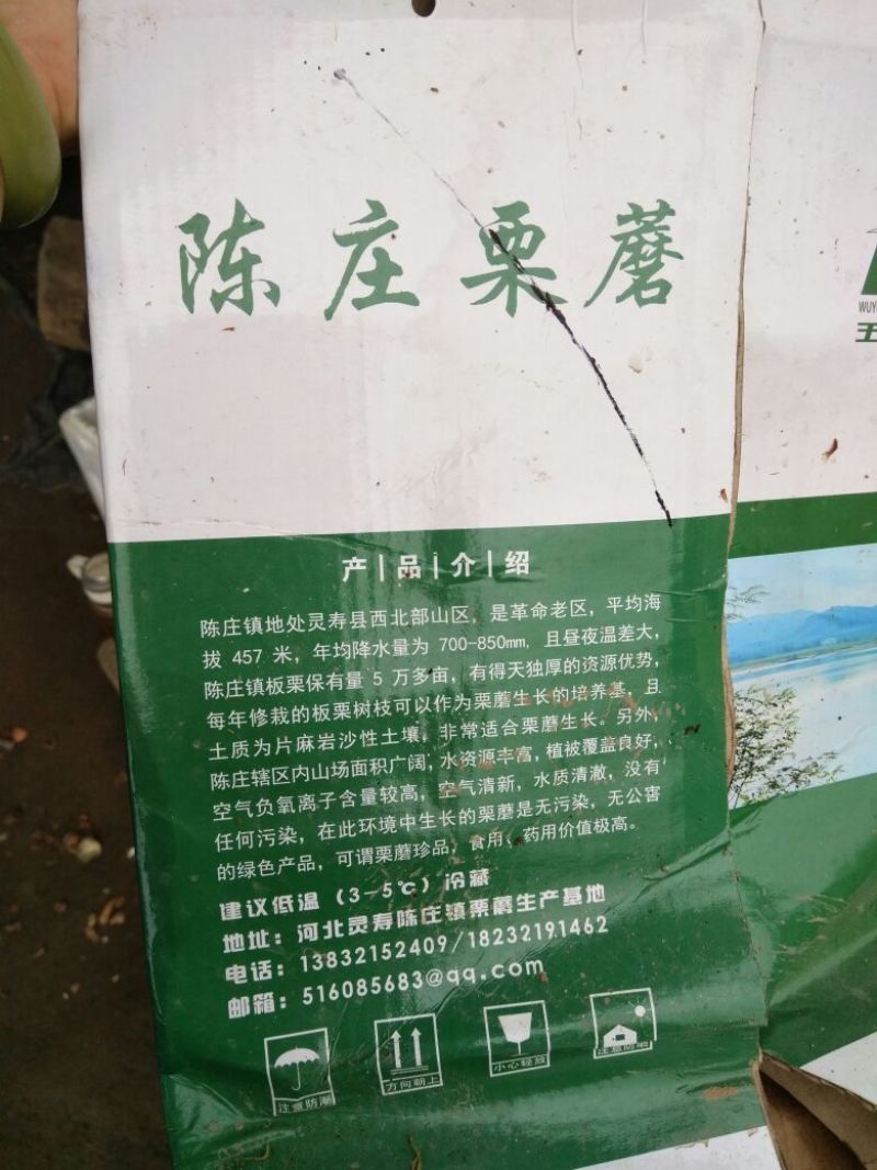 干栗蘑
