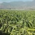 红皮红肉火龙果中（5-7两）